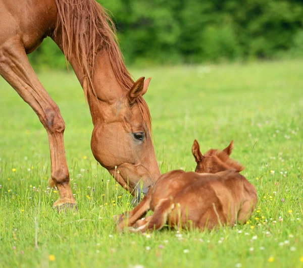 馬は子供を保護します。 — ストック写真