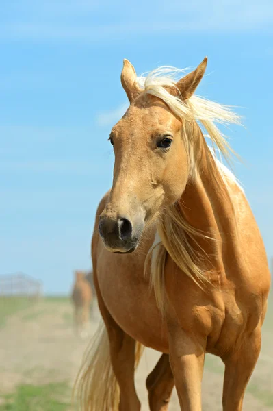 Porträtt av häst — Stockfoto