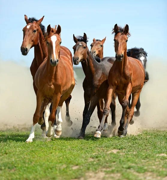 Ló-vágtában siet — Stock Fotó