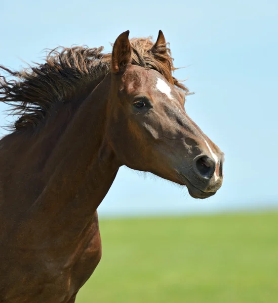 Cavalo apressando-se em um galope — Fotografia de Stock