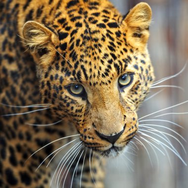 leopar portre