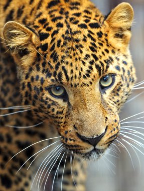 leopar portre