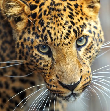 leopar portre