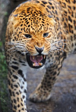 leopar portre