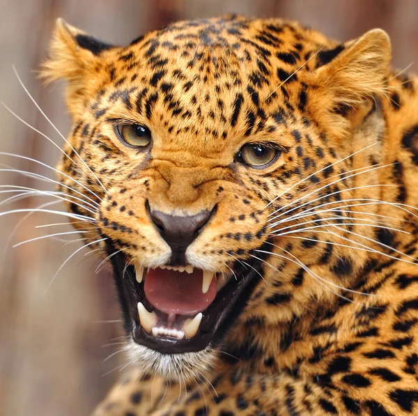 Portrait léopard — Photo