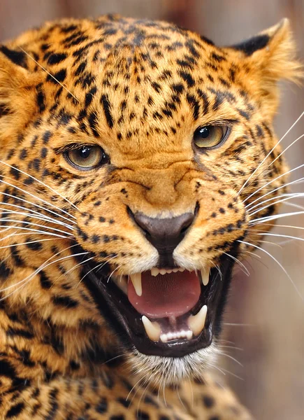 Retrato de leopardo —  Fotos de Stock