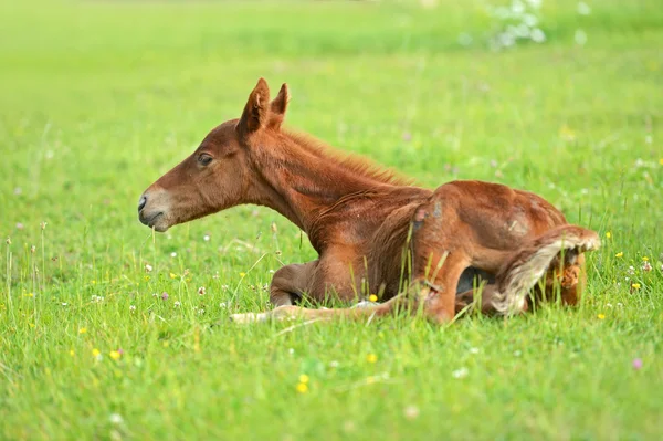 Koń na zielonej trawie — Zdjęcie stockowe