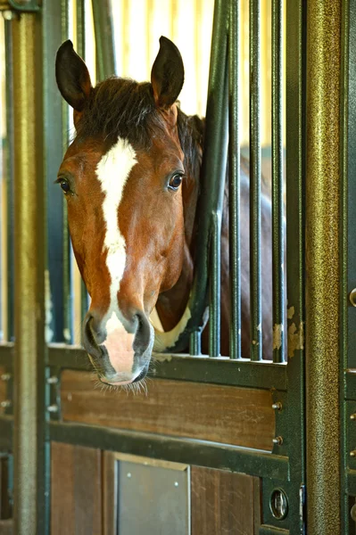 Retrato de Cavalo — Fotografia de Stock