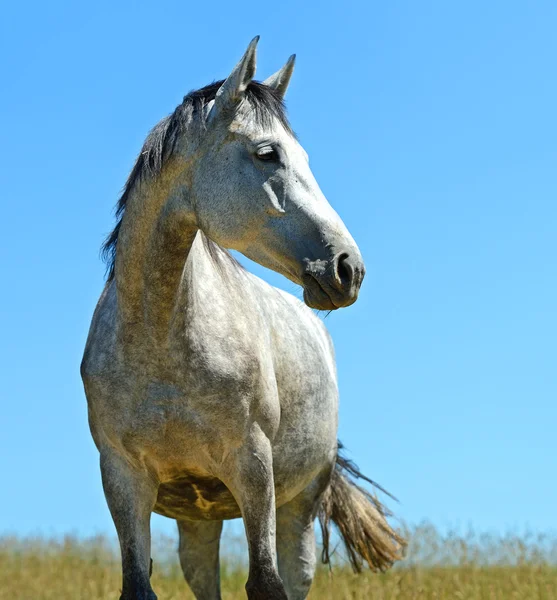 Ritratto di cavallo — Foto Stock