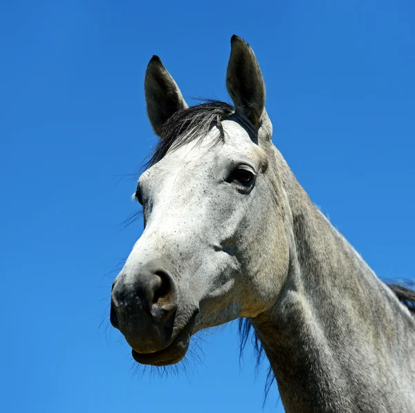 รูปภาพของม้า — ภาพถ่ายสต็อก