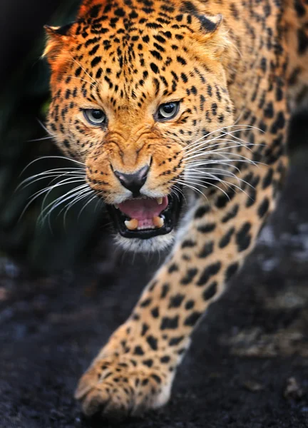Портрет Леопарда — стоковое фото