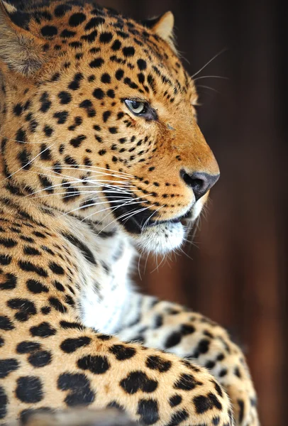 Leopard porträtt — Stockfoto