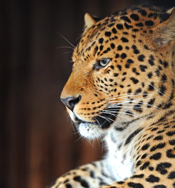 Retrato de leopardo — Fotografia de Stock
