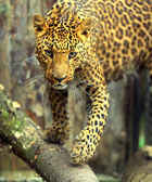 Картина, постер, плакат, фотообои "leopard", артикул 11421233