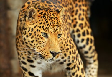 leopar