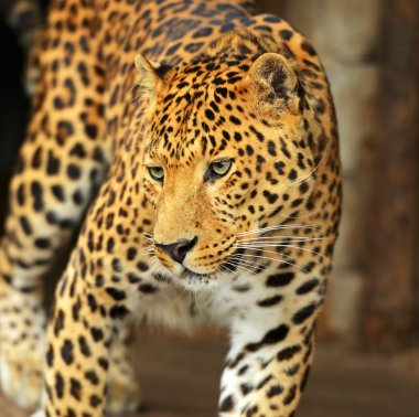 leopar