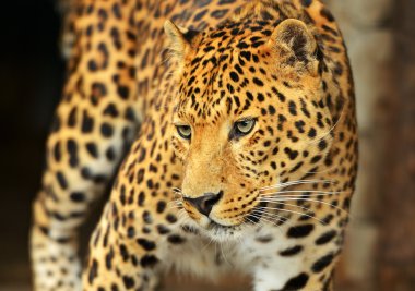 leopar