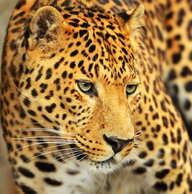 leopar