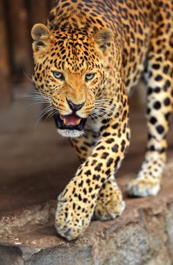 leopar