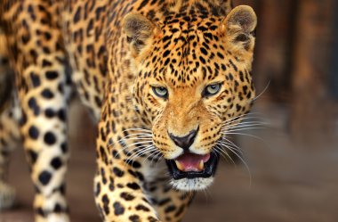 leopar