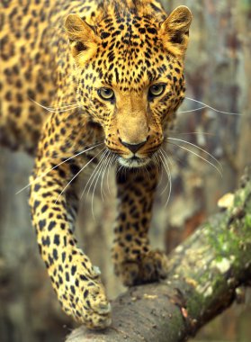 leopar