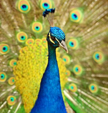 Peacock peafowl with his tail feathers clipart