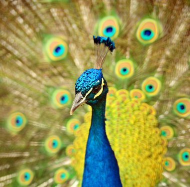 Tavus kuşu tavus onun Kuyruk tüyleri ile