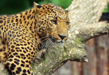 leopar