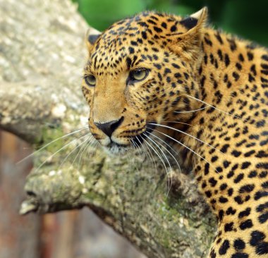 leopar