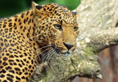 leopar