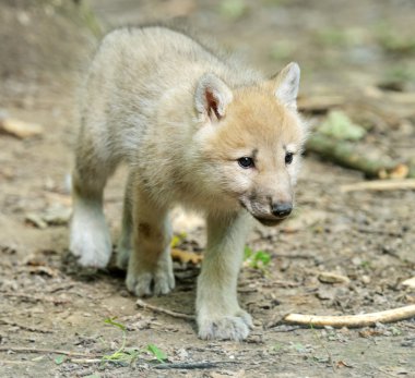 White wolf in forest clipart