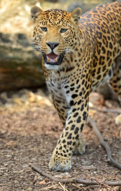 leopar portre