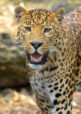 leopar portre