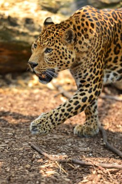 leopar portre