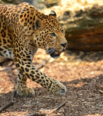 leopar portre