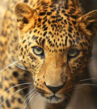 leopar