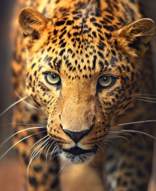 leopar portre