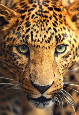 Картина, постер, плакат, фотообои "портрет леопарда постеры животные белые", артикул 11421313