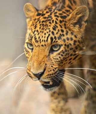 leopar