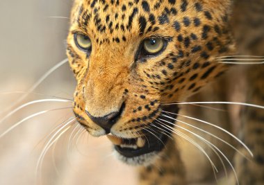 leopar