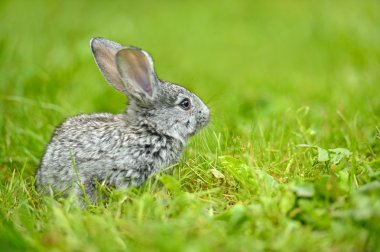 A hare is in a green grass