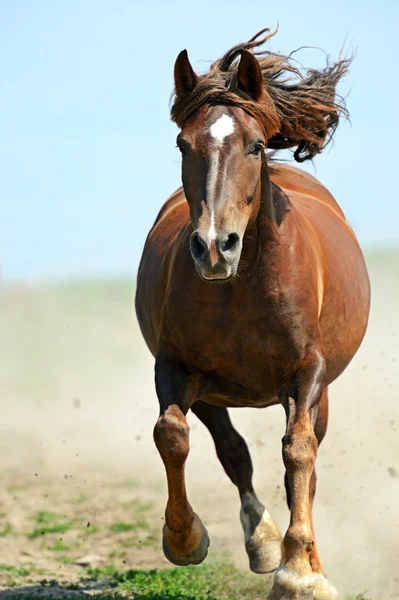 stock image Horse hurrying at a gallop