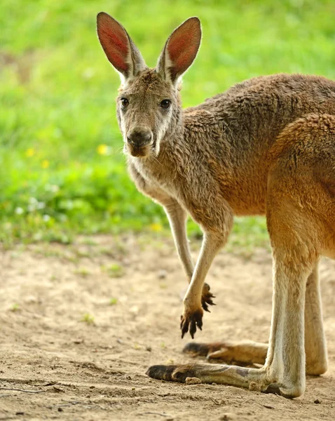 Kænguru - Stock-foto