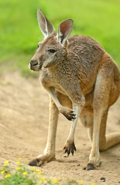 Kangoeroe — Stockfoto