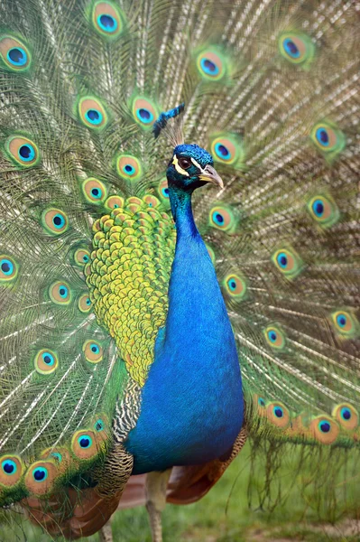 Peacock Pauw met zijn staartveren — Stockfoto