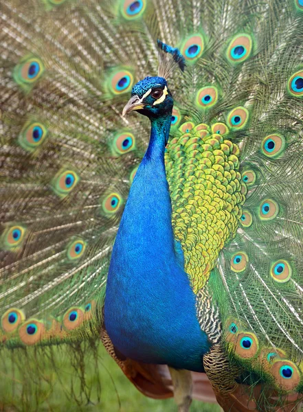 Peacock peafowl avec ses plumes de queue — Photo