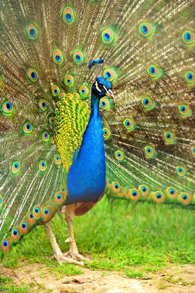 Peacock Pauw met zijn staartveren — Stockfoto