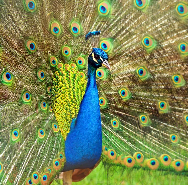 Peacock peafowl avec ses plumes de queue — Photo