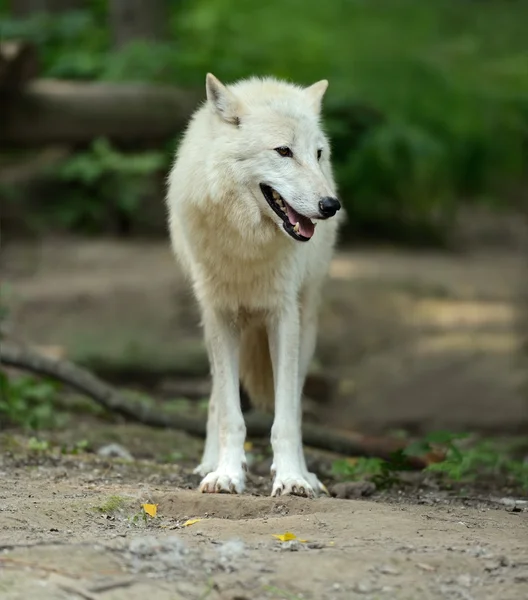 Lobo blanco en el bosque — Foto de Stock