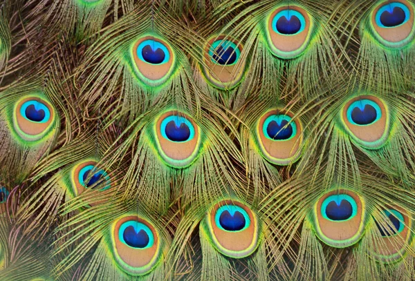 Pavão pavão com sua cauda penas — Fotografia de Stock